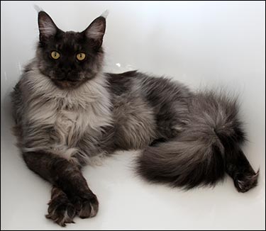 Lucifer (N) Gentle Powers Ferrari, male/neuter, MCO ns, 2014-02-29. Lucifer (N) Gentle Powers Ferrari, male/neuter, MCO ns, 2014-02-29.