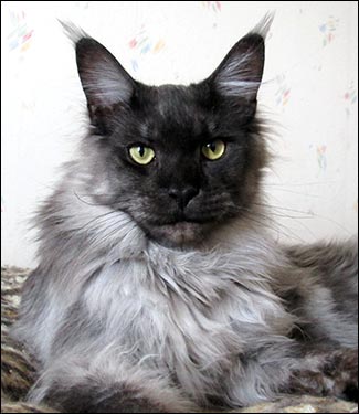 Lucifer (N) Gentle Powers Ferrari, male/neuter, MCO ns, 2014-04-05. Lucifer (N) Gentle Powers Ferrari, male/neuter, MCO ns, 2014-04-05.