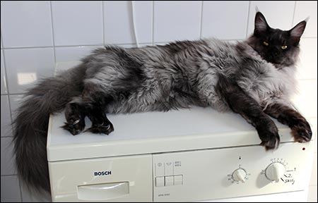 Lucifer (N) Gentle Powers Ferrari, male/neuter, MCO ns, 2014-04-20. Lucifer (N) Gentle Powers Ferrari, male/neuter, MCO ns, 2014-04-20.