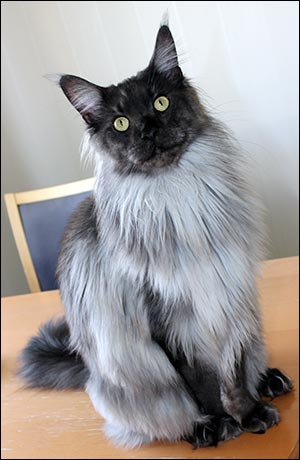 Lucifer (N) Gentle Powers Ferrari, male/neuter, MCO ns, 2014-06-05. Lucifer (N) Gentle Powers Ferrari, male/neuter, MCO ns, 2014-06-05.