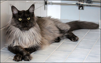Lucifer (N) Gentle Powers Ferrari, male/neuter, MCO ns, 2014-06-21. Lucifer (N) Gentle Powers Ferrari, male/neuter, MCO ns, 2014-06-21.