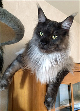 Lucifer (N) Gentle Powers Ferrari, male/neuter, MCO ns, 2014-07-02. Lucifer (N) Gentle Powers Ferrari, male/neuter, MCO ns, 2014-07-02.