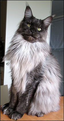 Lucifer (N) Gentle Powers Ferrari, male/neuter, MCO ns, 2014-07-14. Lucifer (N) Gentle Powers Ferrari, male/neuter, MCO ns, 2014-07-14.