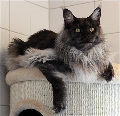 Lucifer (N) Gentle Powers Ferrari, male/neuter, MCO ns, 2014-07-17. Lucifer (N) Gentle Powers Ferrari, male/neuter, MCO ns, 2014-07-17.