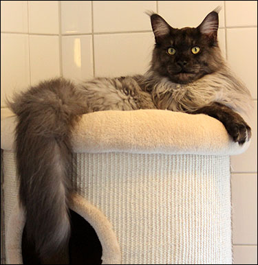 Lucifer (N) Gentle Powers Ferrari, male/neuter, MCO ns, 2014-08-13. Lucifer (N) Gentle Powers Ferrari, male/neuter, MCO ns, 2014-08-13.