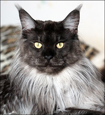 Lucifer (N) Gentle Powers Ferrari, male/neuter, MCO ns, 2014-08-30. Lucifer (N) Gentle Powers Ferrari, male/neuter, MCO ns, 2014-08-30.