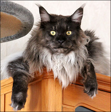 Lucifer (N) Gentle Powers Ferrari, male/neuter, MCO ns, 2014-09-01. Lucifer (N) Gentle Powers Ferrari, male/neuter, MCO ns, 2014-09-01.