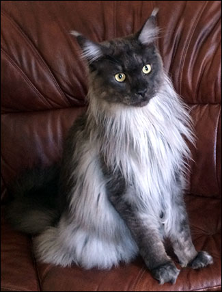 Lucifer (N) Gentle Powers Ferrari, male/neuter, MCO ns, hos min syster i Munkfors, 2014-09-13. Lucifer (N) Gentle Powers Ferrari, male/neuter, MCO ns, hos min syster i Munkfors, 2014-09-13.