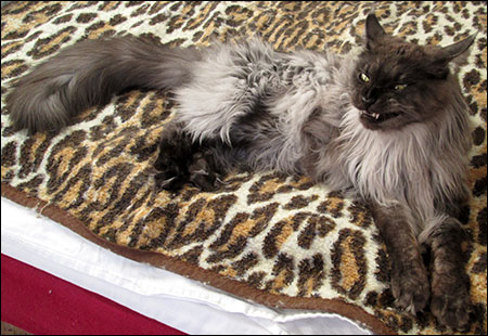 Lucifer (N) Gentle Powers Ferrari, male/neuter, MCO ns, En liten Tuffing, 2014-09-27. Lucifer (N) Gentle Powers Ferrari, male/neuter, MCO ns, En liten Tuffing, 2014-09-27.