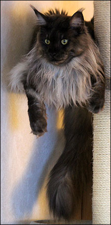 Lucifer (N) Gentle Powers Ferrari, male/neuter, MCO ns, 2014-10-06. Lucifer (N) Gentle Powers Ferrari, male/neuter, MCO ns, 2014-10-06.