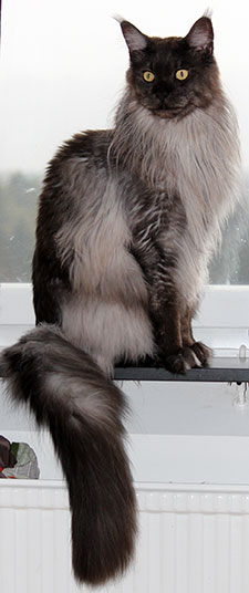 Lucifer (N) Gentle Powers Ferrari, male/neuter, MCO ns, 2014-10-12. Lucifer (N) Gentle Powers Ferrari, male/neuter, MCO ns, 2014-10-12.