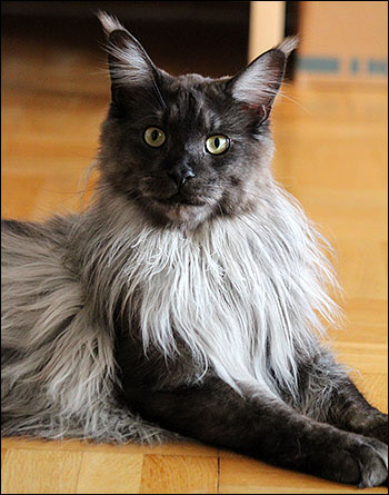 Lucifer (N) Gentle Powers Ferrari, male/neuter, MCO ns, 2014-10-31. Lucifer (N) Gentle Powers Ferrari, male/neuter, MCO ns, 2014-10-31.