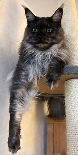 Lucifer (N) Gentle Powers Ferrari, male/neuter, MCO ns, 2014-12-14. Lucifer (N) Gentle Powers Ferrari, male/neuter, MCO ns, 2014-12-14.