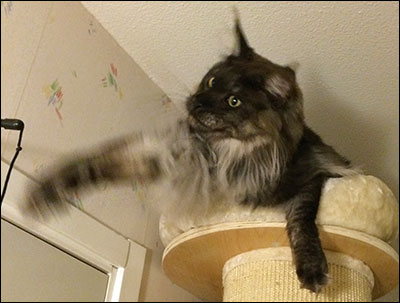 Lucifer (N) Gentle Powers Ferrari, male/neuter, MCO ns, 2014-12-16. Lucifer (N) Gentle Powers Ferrari, male/neuter, MCO ns, 2014-12-16.