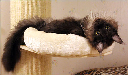 Lucifer (N) Gentle Powers Ferrari, male/neuter, MCO ns, 2014-12-21. Lucifer (N) Gentle Powers Ferrari, male/neuter, MCO ns, 2014-12-21.
