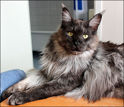Lucifer (N) Gentle Powers Ferrari, male/neuter, MCO ns, 2015-02-07. Lucifer (N) Gentle Powers Ferrari, male/neuter, MCO ns, 2015-02-07.