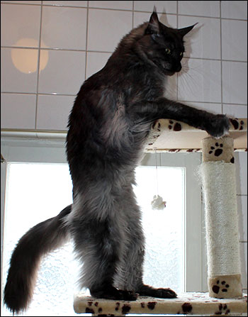 Lucifer (N) Gentle Powers Ferrari, male/neuter, MCO ns, Look I'm Godzilla! 2015-02-22. Lucifer (N) Gentle Powers Ferrari, male/neuter, MCO ns, Look I'm Godzilla! 2015-02-22.