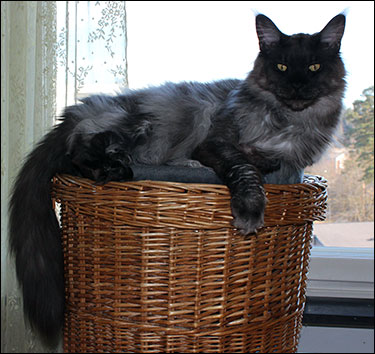 Happy Birthday Lucifer (N) Gentle Powers Ferrari, male/neuter, MCO ns, 2 years old today, 2015-03-08. Happy Birthday Lucifer (N) Gentle Powers Ferrari, male/neuter, MCO ns, 2 years old today, 2015-03-08.