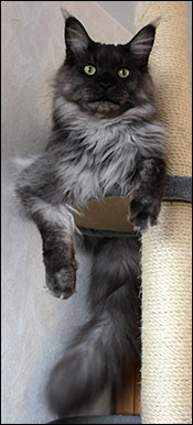 Lucifer (N) Gentle Powers Ferrari, male/neuter, MCO ns, 2015-03-15. Lucifer (N) Gentle Powers Ferrari, male/neuter, MCO ns, 2015-03-15.