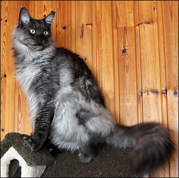 Lucifer (N) Gentle Powers Ferrari, male/neuter, MCO ns, 2015-04-03. Lucifer (N) Gentle Powers Ferrari, male/neuter, MCO ns, 2015-04-03.