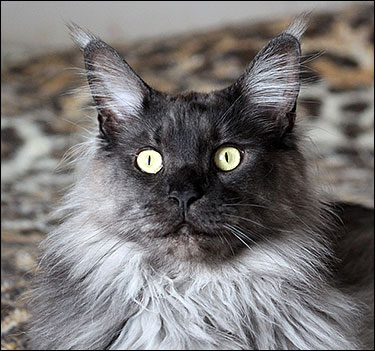 Lucifer (N) Gentle Powers Ferrari, male/neuter, MCO ns, 2015-04-18. Lucifer (N) Gentle Powers Ferrari, male/neuter, MCO ns, 2015-04-18.