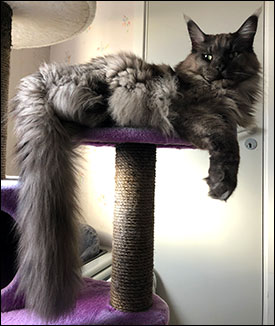 Lucifer PR (N) Gentle Powers Ferrari, male/neuter, MCO ns, 2019-01-04. Lucifer PR (N) Gentle Powers Ferrari, male/neuter, MCO ns, 2019-01-04.