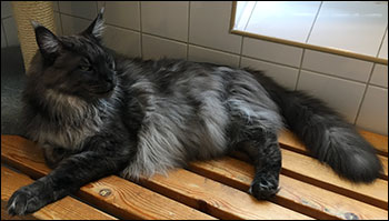 Lucifer PR (N) Gentle Powers Ferrari, male/neuter, MCO ns, 2019-02-03. Lucifer PR (N) Gentle Powers Ferrari, male/neuter, MCO ns, 2019-02-03.