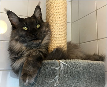 Lucifer PR (N) Gentle Powers Ferrari, male/neuter, MCO ns, 2019-02-16. Lucifer PR (N) Gentle Powers Ferrari, male/neuter, MCO ns, 2019-02-16.