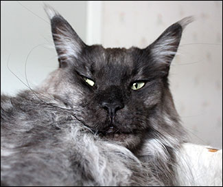 Lucifer PR (N) Gentle Powers Ferrari, male/neuter, MCO ns, 2019-03-03. Lucifer PR (N) Gentle Powers Ferrari, male/neuter, MCO ns, 2019-03-03.