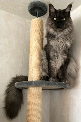 Lucifer PR (N) Gentle Powers Ferrari, male/neuter, MCO ns, 2019-03-30. Lucifer PR (N) Gentle Powers Ferrari, male/neuter, MCO ns, 2019-03-30.