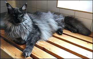 Lucifer PR (N) Gentle Powers Ferrari, male/neuter, MCO ns, 2019-04-07. Lucifer PR (N) Gentle Powers Ferrari, male/neuter, MCO ns, 2019-04-07.