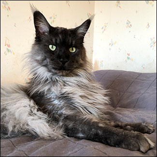 Lucifer PR (N) Gentle Powers Ferrari, male/neuter, MCO ns, 2019-05-10. Lucifer PR (N) Gentle Powers Ferrari, male/neuter, MCO ns, 2019-05-10.