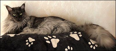 Lucifer PR (N) Gentle Powers Ferrari, male/neuter, MCO ns, 2019-06-22. Lucifer PR (N) Gentle Powers Ferrari, male/neuter, MCO ns, 2019-06-22.