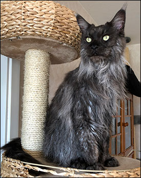 Lucifer PR (N) Gentle Powers Ferrari, male/neuter, MCO ns, 2019-06-24. Lucifer PR (N) Gentle Powers Ferrari, male/neuter, MCO ns, 2019-06-24.