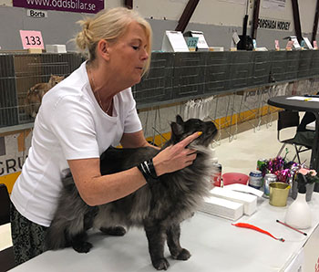 Lucifer PR (N) Gentle Powers Ferrari, male/neuter, MCO ns, 2019-06-29. Lucifer PR (N) Gentle Powers Ferrari, male/neuter, MCO ns, 2019-06-29.