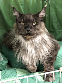 Lucifer PR (N) Gentle Powers Ferrari, male/neuter, MCO ns, 2019-06-29. Lucifer PR (N) Gentle Powers Ferrari, male/neuter, MCO ns, 2019-06-29.