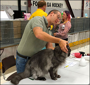 Lucifer PR (N) Gentle Powers Ferrari, male/neuter, MCO ns, 2019-06-30. Lucifer PR (N) Gentle Powers Ferrari, male/neuter, MCO ns, 2019-06-30.
