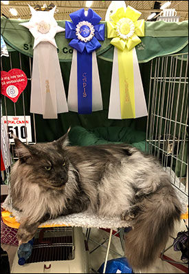 Lucifer PR (N) Gentle Powers Ferrari, male/neuter, MCO ns, 2019-06-30. Lucifer PR (N) Gentle Powers Ferrari, male/neuter, MCO ns, 2019-06-30.