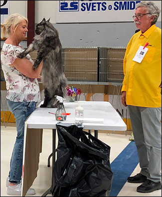 Lucifer PR (N) Gentle Powers Ferrari, male/neuter, MCO ns, 2019-06-30. Lucifer PR (N) Gentle Powers Ferrari, male/neuter, MCO ns, 2019-06-30.