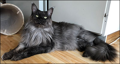 Lucifer PR (N) Gentle Powers Ferrari, male/neuter, MCO ns, 2019-07-12. Lucifer PR (N) Gentle Powers Ferrari, male/neuter, MCO ns, 2019-07-12.