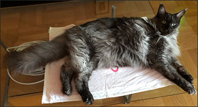 Lucifer PR (N) Gentle Powers Ferrari, male/neuter, MCO ns, 2019-08-01. Lucifer PR (N) Gentle Powers Ferrari, male/neuter, MCO ns, 2019-08-01.