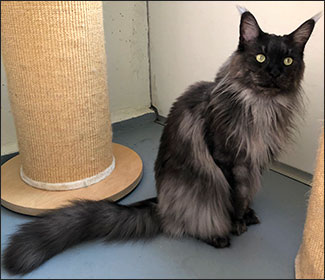 Lucifer PR (N) Gentle Powers Ferrari, male/neuter, MCO ns, 2019-08-15. Lucifer PR (N) Gentle Powers Ferrari, male/neuter, MCO ns, 2019-08-15.