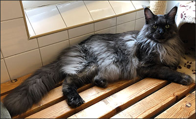 Lucifer PR (N) Gentle Powers Ferrari, male/neuter, MCO ns, 2019-09-13. Lucifer PR (N) Gentle Powers Ferrari, male/neuter, MCO ns, 2019-09-13.