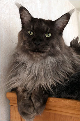 Lucifer PR (N) Gentle Powers Ferrari, male/neuter, MCO ns, 2019-09-26. Lucifer PR (N) Gentle Powers Ferrari, male/neuter, MCO ns, 2019-09-26.
