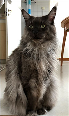Lucifer PR (N) Gentle Powers Ferrari, male/neuter, MCO ns, 2019-11-10. Lucifer PR (N) Gentle Powers Ferrari, male/neuter, MCO ns, 2019-11-10.