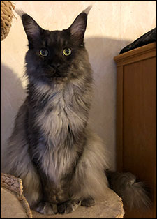 Lucifer PR (N) Gentle Powers Ferrari, male/neuter, MCO ns, 2019-12-26. Lucifer PR (N) Gentle Powers Ferrari, male/neuter, MCO ns, 2019-12-26.