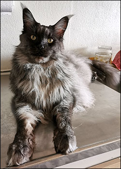 Lucifer PR (N) Gentle Powers Ferrari, male/neuter, MCO ns, 2020-02-02. Lucifer PR (N) Gentle Powers Ferrari, male/neuter, MCO ns, 2020-02-02.