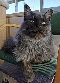 Lucifer PR (N) Gentle Powers Ferrari, male/neuter, MCO ns, 2020-02-28. Lucifer PR (N) Gentle Powers Ferrari, male/neuter, MCO ns, 2020-02-28.