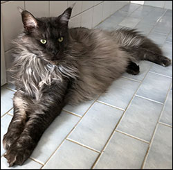 Lucifer PR (N) Gentle Powers Ferrari, male/neuter, MCO ns, 2020-04-18. Lucifer PR (N) Gentle Powers Ferrari, male/neuter, MCO ns, 2020-04-18.