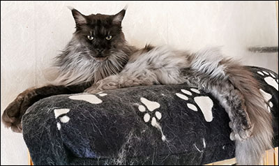 Lucifer PR (N) Gentle Powers Ferrari, male/neuter, MCO ns, 2020-05-06. Lucifer PR (N) Gentle Powers Ferrari, male/neuter, MCO ns, 2020-05-06.